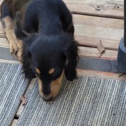 Dachshund Puppies from CLARK'S BREEDING PROGRAM