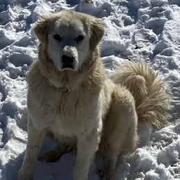 Sasha - Colorado Mountain Dog