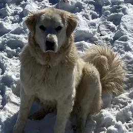 Sasha - Colorado Mountain Dog