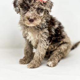 S'mores - Merle female Labradoodle puppy in Davison, Michigan from Dreaming Doodles