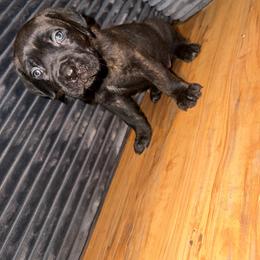 Green girl - Black brindle female Cane Corso puppy in Saluda, South Carolina from Brooks Imperial Corso