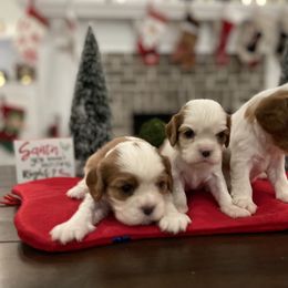 Cavalier King Charles Spaniel Puppies from Ridgefield Cavaliers