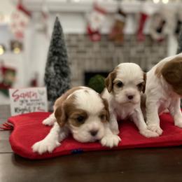 Cavalier King Charles Spaniel Puppies from Ridgefield Cavaliers