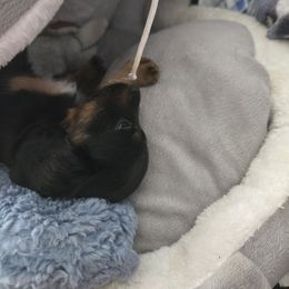 Hydi - Black and tan female Dachshund puppy in Kirtland, New Mexico from EZ 2 Love Dachshunds