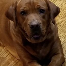 Labrador Retriever All Grown Up from Marquis Labradors