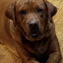 Labrador Retriever All Grown Up from Marquis Labradors