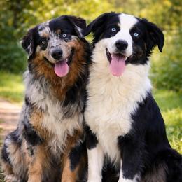 Starlyn - Australian Shepherd