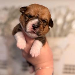 Cedar - Red male Pembroke Welsh Corgi puppy in New Port Richey, Florida from Spots and Sploots