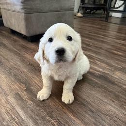 Marty - Light golden male Golden Retriever puppy in Colville, Washington from Columbia Ridge Goldens