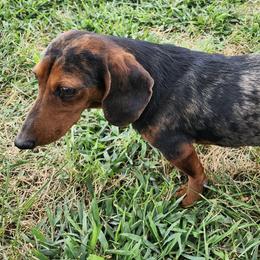 Dachshund All Grown Up from Aimee Cantrell