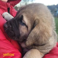Everly - Wolfgray female Spanish Mastiff puppy in Prosperity, Pennsylvania from Prosperity Guardians