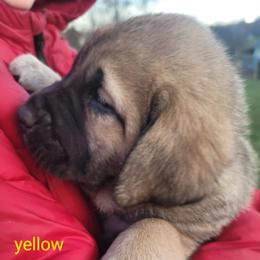 Everly - Wolfgray female Spanish Mastiff puppy in Prosperity, Pennsylvania from Prosperity Guardians