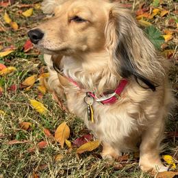 Bellamy - Dachshund