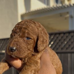 Berry - Red  male Poodle puppy in Corona, California from Garden Of Poodles