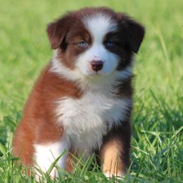 Red Tri Female - Red tri-color female Australian Shepherd puppy in Northport, Alabama from Sipsey River Australian Shepherds