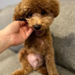 Cavapoo and Poodle All Grown Up from Fletcher fuzzy friends