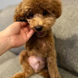 Cavapoo and Poodle All Grown Up from Fletcher fuzzy friends