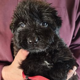 Faith (Red collar) - Black female German Shepherd puppy in Columbus, Indiana from Stony Lonesome GSD