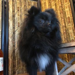 Mac - Pomeranian