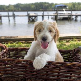 Tennesse - Parti male Goldendoodle puppy in Summerton, South Carolina from Lake Marion Kennels