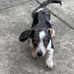 Thumper - Dachshund