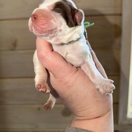 Bolt - Liver and white male English Springer Spaniel puppy in Cottageville, West Virginia from Mountain Top Springers