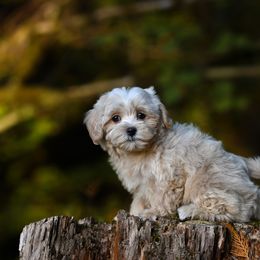 Silver mist - Cream female Maltipoo puppy in Bellingham, Washington from My Sweet Poodles and Doodles