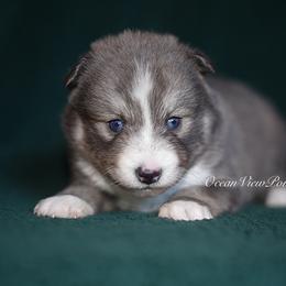 Slate - Blue male Pomsky puppy in Coos Bay, Oregon from Ocean View Pomskies