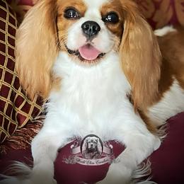 Lisa - Cavalier King Charles Spaniel