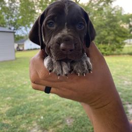 Dark Green Male - Liver roan German Shorthaired Pointer puppy in South Carolina from One Shot Shorthairs