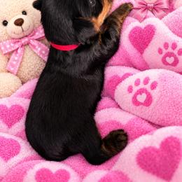 Princess - Black and tan female Yorkshire Terrier puppy in Mukilteo, Washington from Yorkiecharm