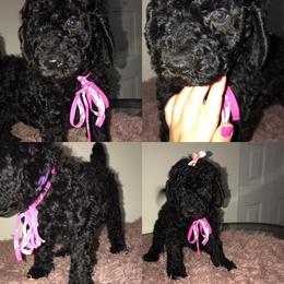 Goldendoodle Puppies from Zeusthemoosedoodles
