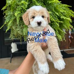Navy Blue - Parti male Goldendoodle puppy in Lineville, Alabama from Dogwood Doodles of Alabama