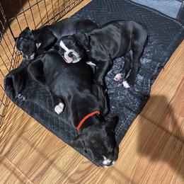 Boxer Puppies from Sand Creek Boxer Kennel