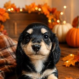 Daisy - Black and cream female Dachshund puppy in Mesa, Arizona from Dach Army LLC