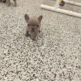 Girl 1 - Blue French Bulldog puppy in New York from Charlie’s Frenchies