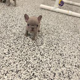 Girl 1 - Blue French Bulldog puppy in New York from Charlie’s Frenchies