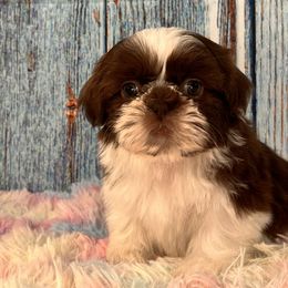 LINUS - Liver and white Shih Tzu puppy in Beatrice, Nebraska from I Shih Tzu Not Puppies