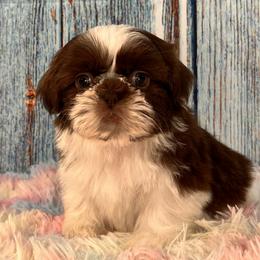 LINUS - Liver and white Shih Tzu puppy in Beatrice, Nebraska from I Shih Tzu Not Puppies