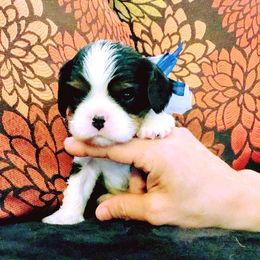 Cavalier King Charles Spaniel Puppies from Amber Field Cavaliers
