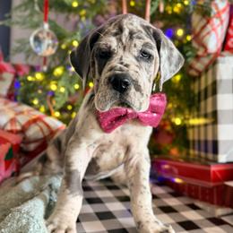 Mae - Merle female Great Dane puppy in Sac City, Iowa from Northern Great Danes of Colorado & Iowa