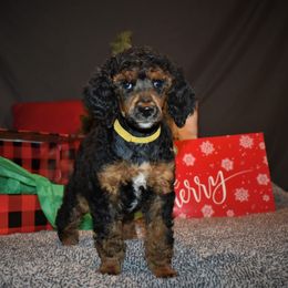Donner - G5 Yellow Female - Phantom female Poodle puppy in Nelson, Missouri from MD Triple Creek Ranch
