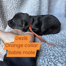 Dezik - Sable male German Shepherd puppy in New Cambria, Missouri from Des Hausraben Shepherds