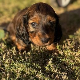 Frosty - Sable male Dachshund puppy in Buckeye, Arizona from Ryder's Roundup