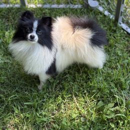 Echo - Black parti male Pomeranian puppy in Zionville, North Carolina from Shaner Poms
