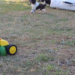 English Springer Spaniel Puppies from Savannah River Springers