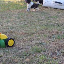 English Springer Spaniel Puppies from Savannah River Springers