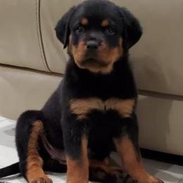 Rottweilers from CONAN’S TREVINO ROTTWEILERS