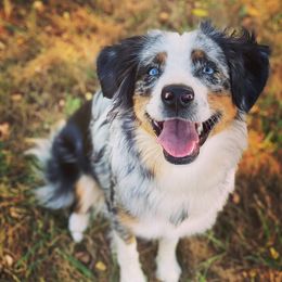 Opal - Miniature Australian Shepherd