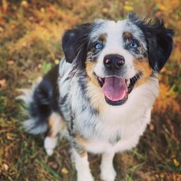 Opal - Miniature Australian Shepherd